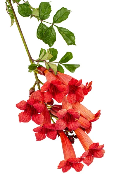 Flores Rojas Campsis Radicans Grandiflora Trompeta Enredadera Trepadora Planta Liana —  Fotos de Stock