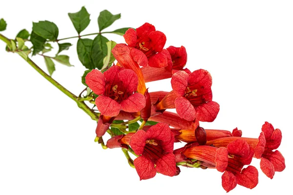 Flores Rojas Campsis Radicans Grandiflora Trompeta Enredadera Trepadora Planta Liana —  Fotos de Stock