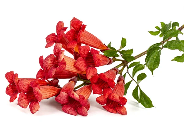 Red flowers of Campsis, radicans grandiflora (trumpet creeper vine) climbing blooming liana plant, isolated on white background