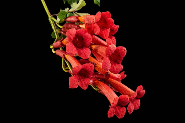 Red Flowers Campsis Radicans Grandiflora Trumpet Creeper Vine Climoming Liana — Stok Foto