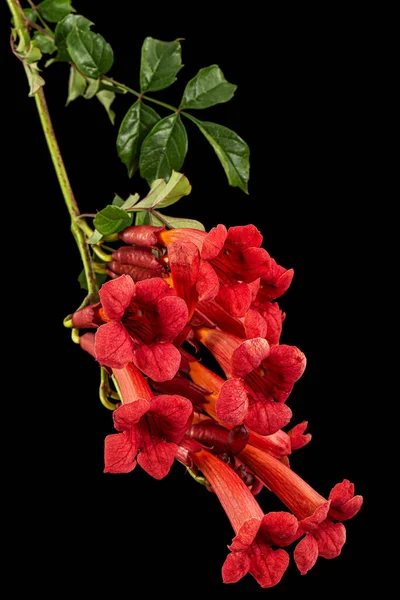 Red Flowers Campsis Radicans Grandiflora Trumpet Creeper Vine Climoming Liana — Stok Foto