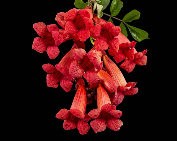 Red flowers of Campsis, radicans grandiflora (trumpet creeper vine) climbing blooming liana plant, isolated on black background