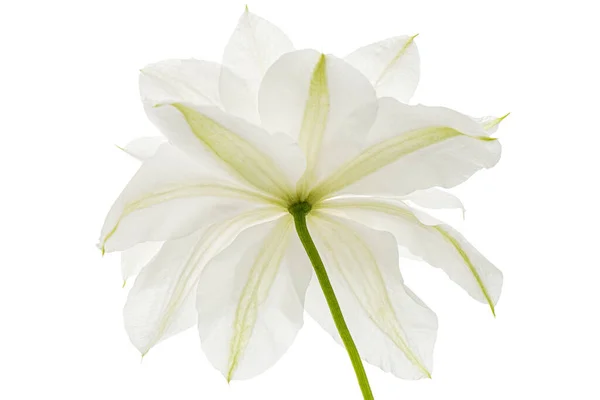 Flor Branca Clematis Isolada Sobre Fundo Branco — Fotografia de Stock