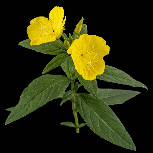 Λουλούδι Του Κίτρινου Νυχτολούλουδου Λατ Οινόθηρα Απομονωμένα Μαύρο Φόντο — Φωτογραφία Αρχείου