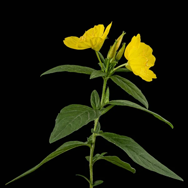 Fiore Sera Gialla Primrose Lat Enotera Isolata Fondo Nero — Foto Stock