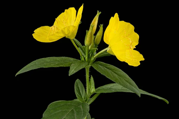 Цветок Желтого Вечернего Первоцвета Лат Энотера Изолированные Черном Фоне — стоковое фото