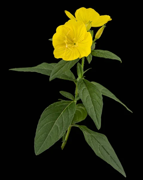 Sárga Este Virága Primrose Lat Oenothera Elszigetelt Fekete Alapon — Stock Fotó
