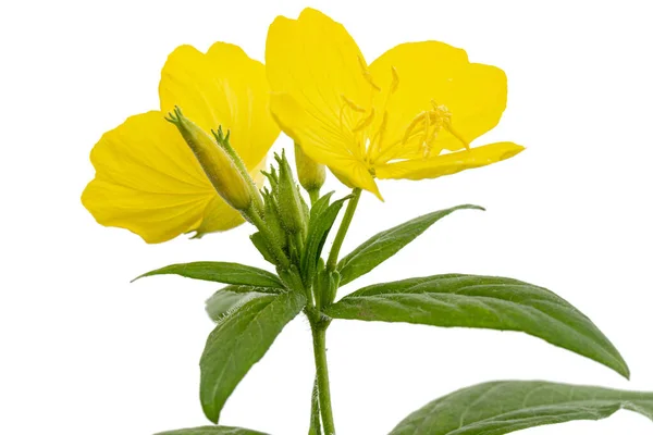 黄昏时分的樱草花 Lat Oenothera 与白色背景隔离 — 图库照片