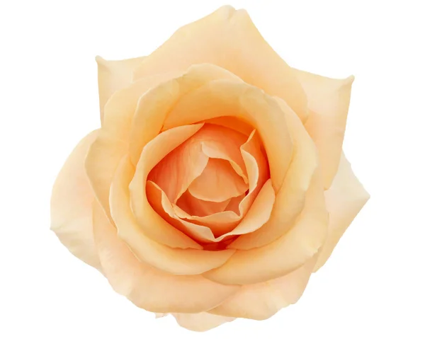 Flower Cream Rose Isolated White Background — Stock Photo, Image