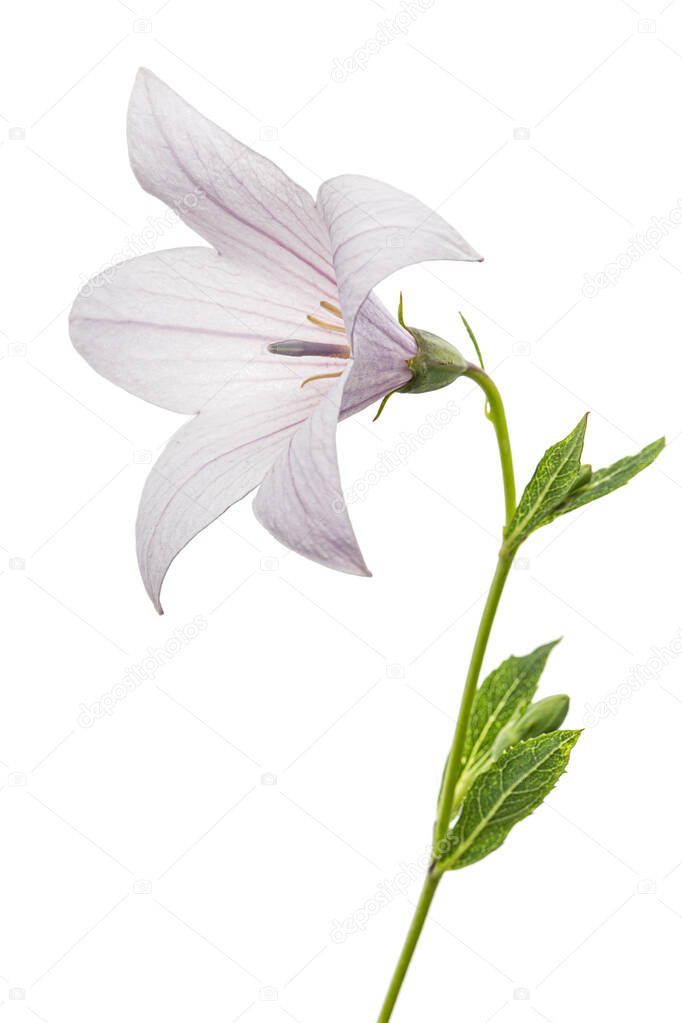 Pink flower of Platycodon grandiflorus or bellflowers, isolated on white background