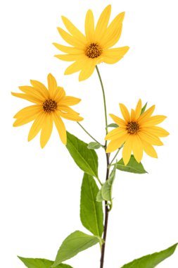 Kudüs Enginar Çiçekleri (Earth Apple), lattır. Helianthus tuberosus L. veya girasol, beyaz arka planda izole edilmiş.