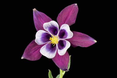 Purple flower of aquilegia, blossom of catchment closeup, isolated on black background clipart