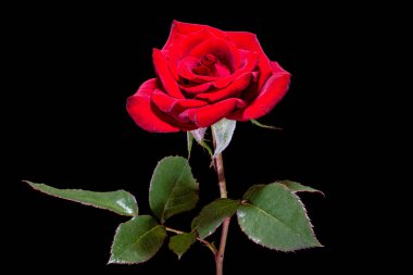 Kırmızı gül çiçeği, siyah arkaplanda izole.