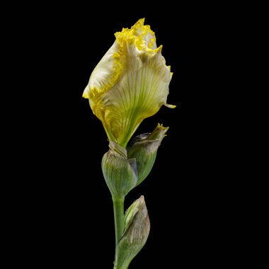 Sarı zambak çiçeği, siyah arkaplanda izole edilmiş.