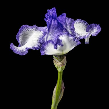 Siyah arka planda izole edilmiş mavi beyaz çizgili iris çiçeği.
