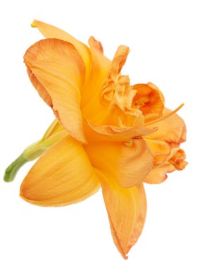 Gündüzün portakal çiçeği, lat.Hemerocallis, beyaz arka planda izole edilmiş.