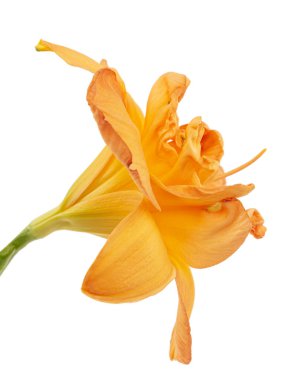 Gündüzün portakal çiçeği, lat.Hemerocallis, beyaz arka planda izole edilmiş.
