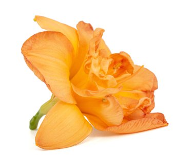 Gündüzün portakal çiçeği, lat.Hemerocallis, beyaz arka planda izole edilmiş.