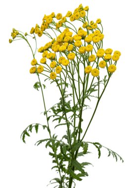 Çiçekler tansi bitkisinin şifalı bitkisi, Lat. Tanasetum vulgare, beyaz arkaplanda izole edilmiş.