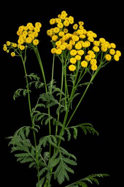 Çiçekler tansi bitkisinin şifalı bitkisi, Lat. Tanasetum vulgare, siyah arkaplanda izole edilmiş.