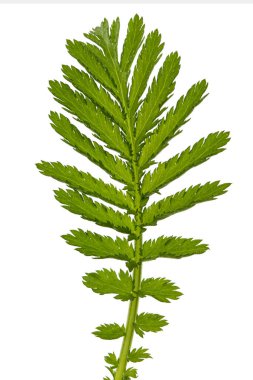 Tansy 'nin tıbbi bitkisini bırak, Lat. Tanasetum vulgare, beyaz arkaplanda izole edilmiş.