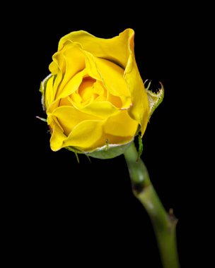 Sarı gül çiçeği, siyah arkaplanda izole.