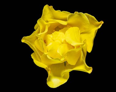 Sarı gül çiçeği, siyah arkaplanda izole.