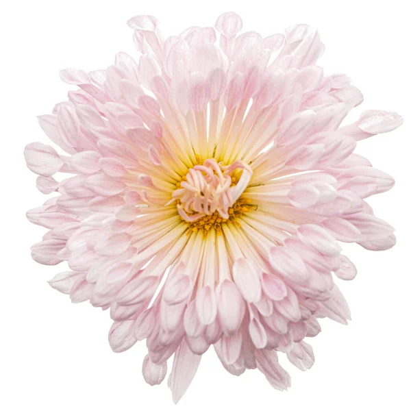 Flor Crisantemo Rosa Aislada Sobre Fondo Blanco — Foto de Stock