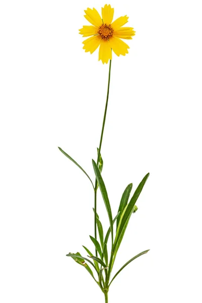 Gelbe Blüten Der Coreopsis Coreopsis Lanceolata Isoliert Auf Weißem Hintergrund — Stockfoto