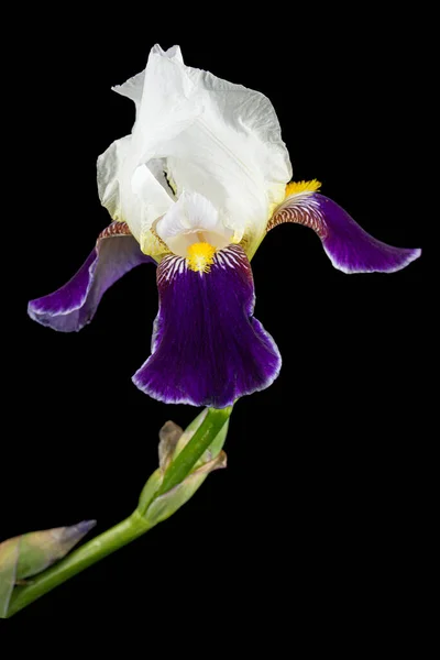 Blue white striped flower of iris, isolated on black background