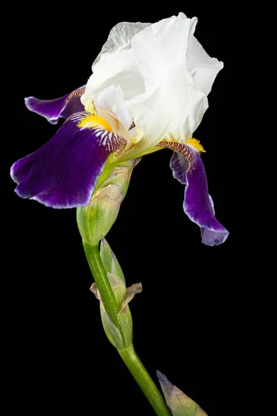 Kék Fehér Csíkos Virág Írisz Elszigetelt Fekete Háttér — Stock Fotó