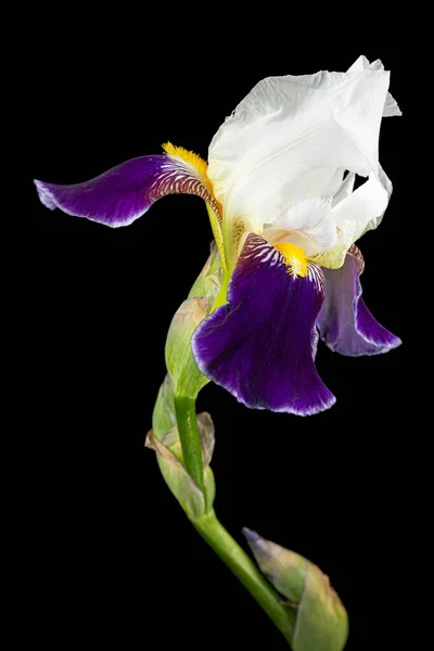 Blue white striped flower of iris, isolated on black background