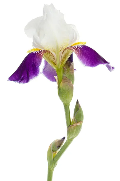 Azul Branco Listrado Flor Íris Isolado Fundo Branco — Fotografia de Stock