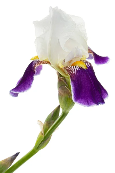 Fleur Iris Rayée Blanche Bleue Isolée Sur Fond Blanc — Photo