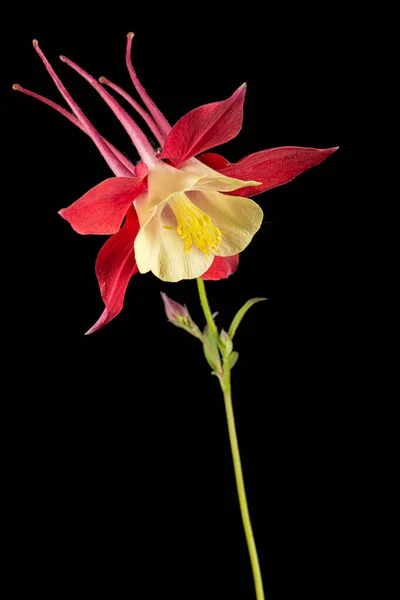 Red Flower Aquilegia Blossom Catchment Closeup Isolated Black Background — Stock Photo, Image