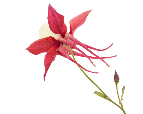 Flor Vermelha Aquilegia Flor Closeup Captação Isolado Fundo Branco — Fotografia de Stock