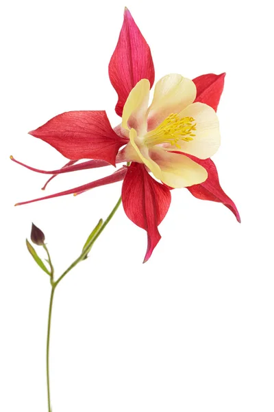 Fiore Rosso Aquilegia Fiore Primo Piano Del Bacino Isolato Fondo — Foto Stock