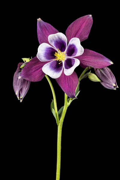 Fialový Květ Aquilegie Květy Povodí Detailní Záběr Izolované Černém Pozadí — Stock fotografie