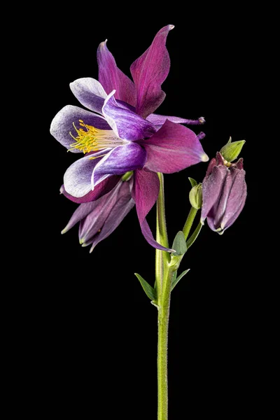 Πορφυρό Λουλούδι Της Aquilegia Άνθος Της Λεκάνης Απορροής Απομονωμένο Μαύρο — Φωτογραφία Αρχείου