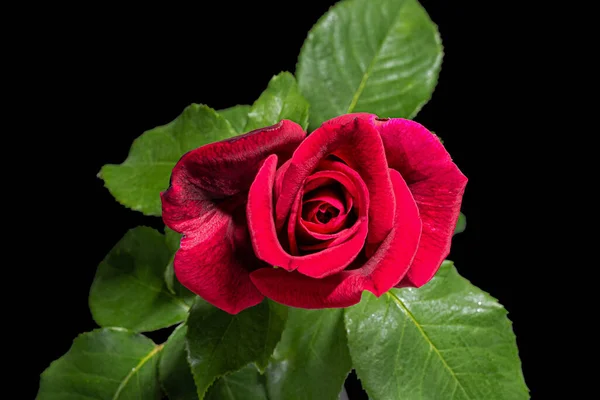 Röd Blomma Ros Isolerad Svart Bakgrund — Stockfoto