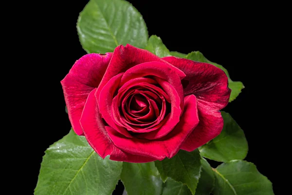Fleur Rouge Rose Isolée Sur Fond Noir — Photo