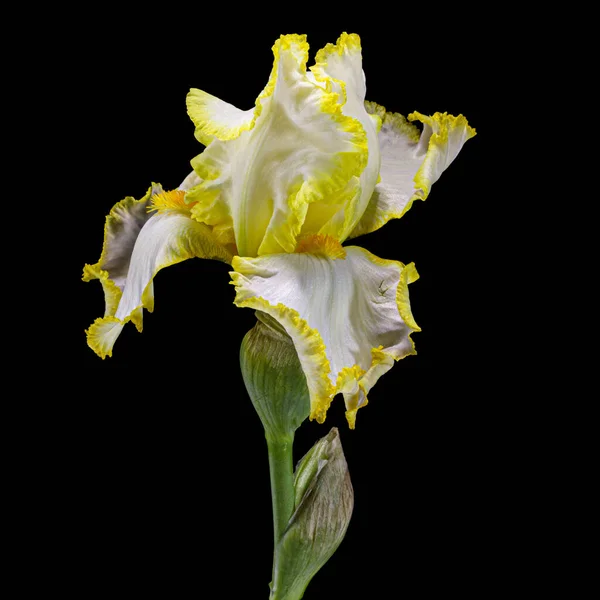 Gul Blomma Iris Isolerad Svart Bakgrund — Stockfoto