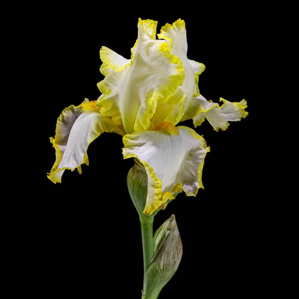 Yellow flower of iris, isolated on black background