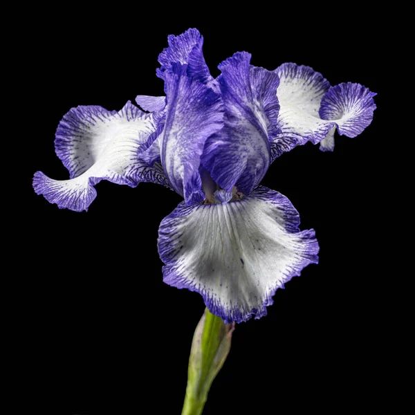 Blue white striped flower of iris, isolated on black background