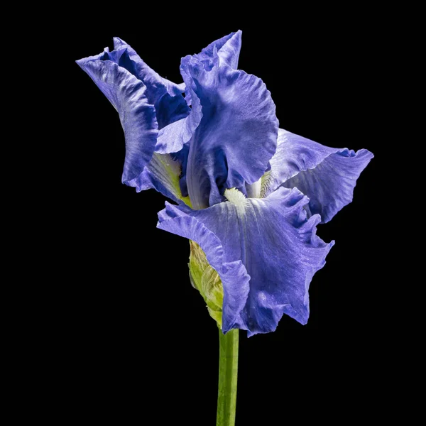 Blue flower of iris, isolated on black background