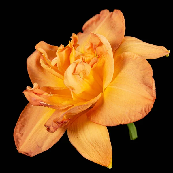 Narancs Virág Lat Hemerocallis Elszigetelt Fekete Alapon — Stock Fotó