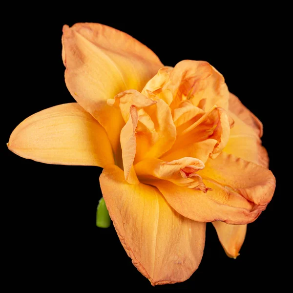 Flor Naranja Lat Hemerocallis Aislada Sobre Fondo Negro — Foto de Stock