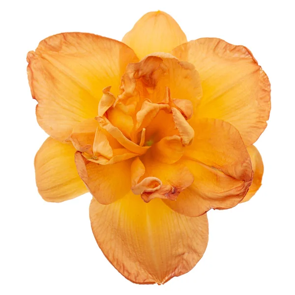 Laranja Flor Daylily Lat Hemerocallis Isolado Sobre Fundo Branco — Fotografia de Stock