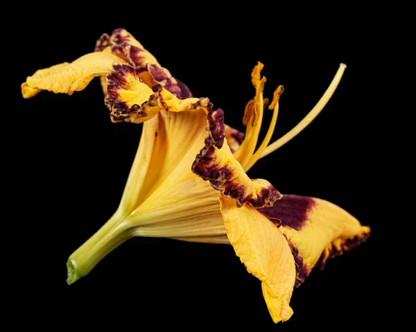 Sárga Burgundi Virág Lat Hemerocallis Elszigetelt Fekete Alapon — Stock Fotó