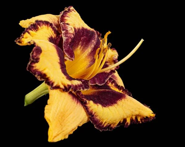 Gelb Weinrote Blume Lat Hemerocallis Isoliert Auf Schwarzem Hintergrund — Stockfoto